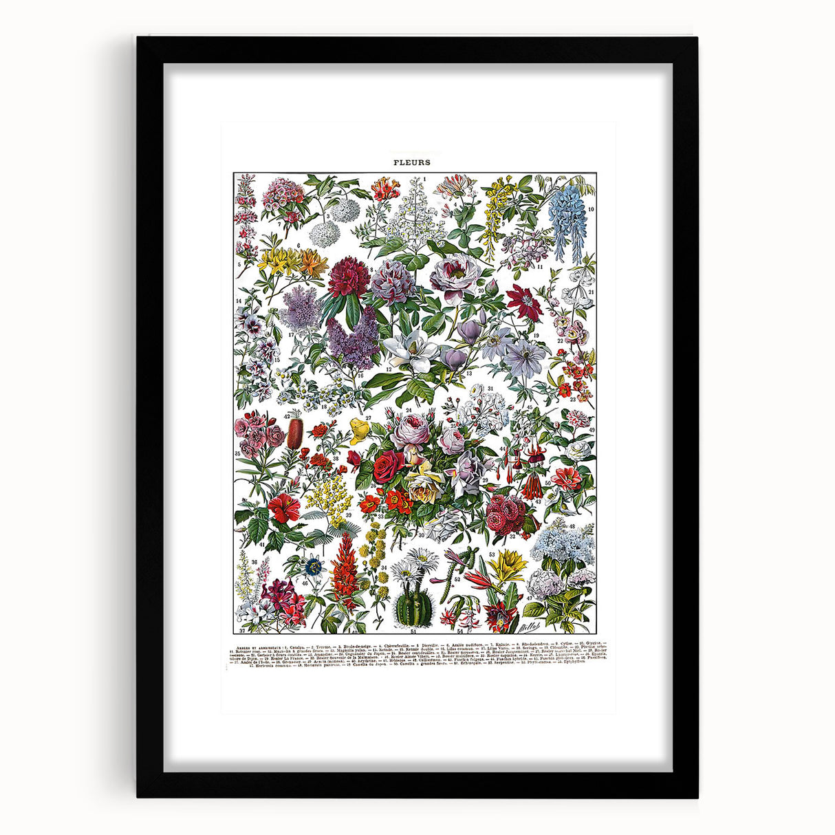Vintage Floral Illustration - Nature Elements Wall Art Print