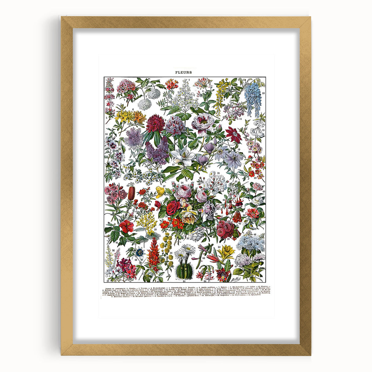 Vintage Floral Illustration - Nature Elements Wall Art Print