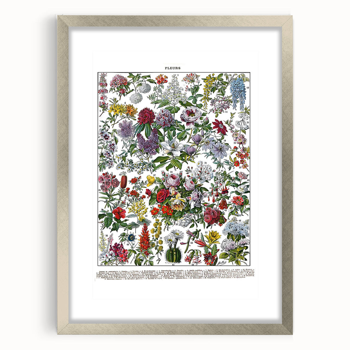 Vintage Floral Illustration - Nature Elements Wall Art Print