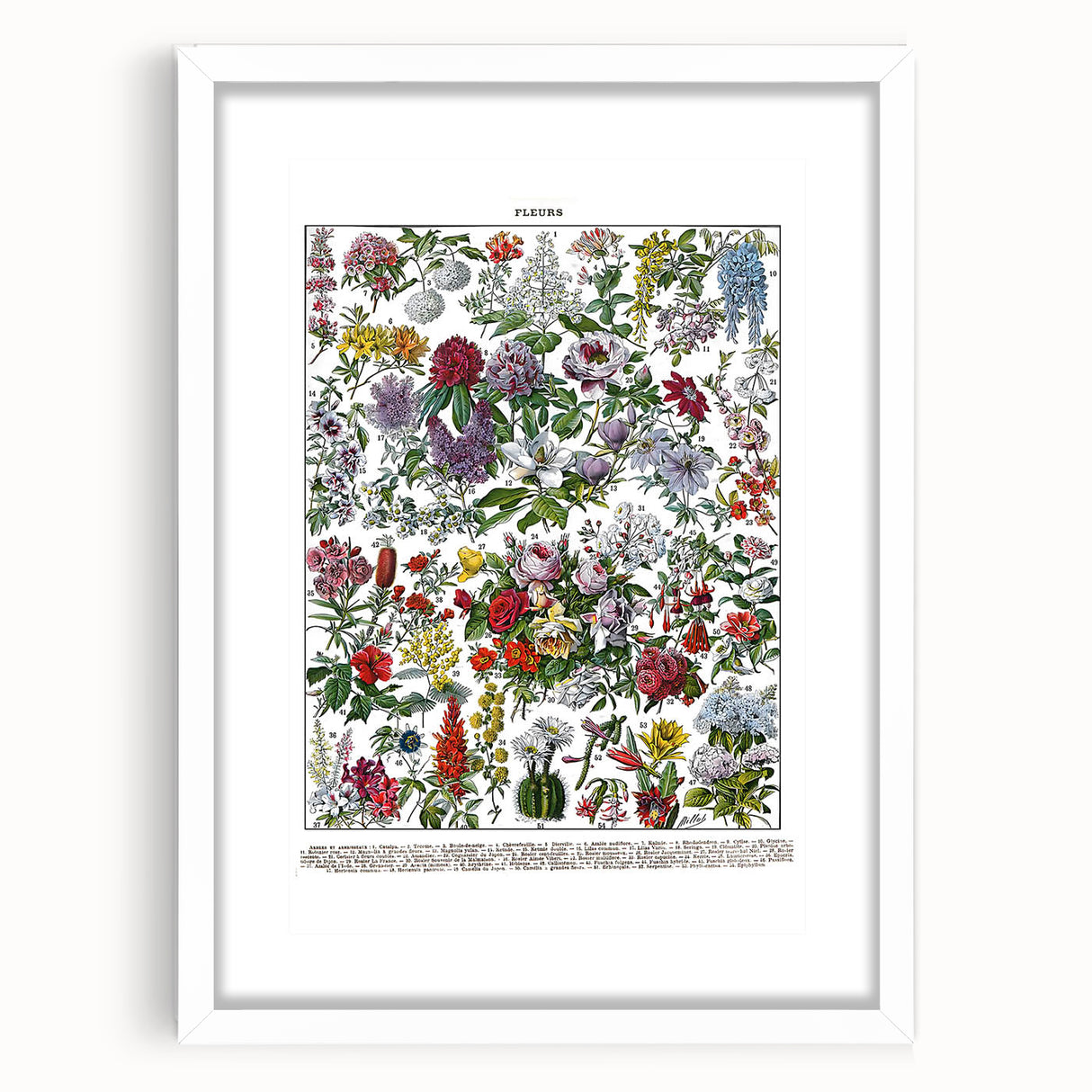 Vintage Floral Illustration - Nature Elements Wall Art Print