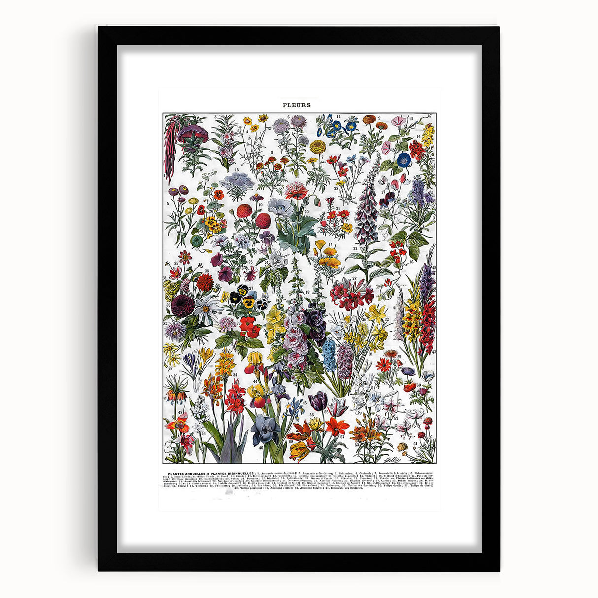 Vintage Floral Illustration - Nature Elements Wall Art Print