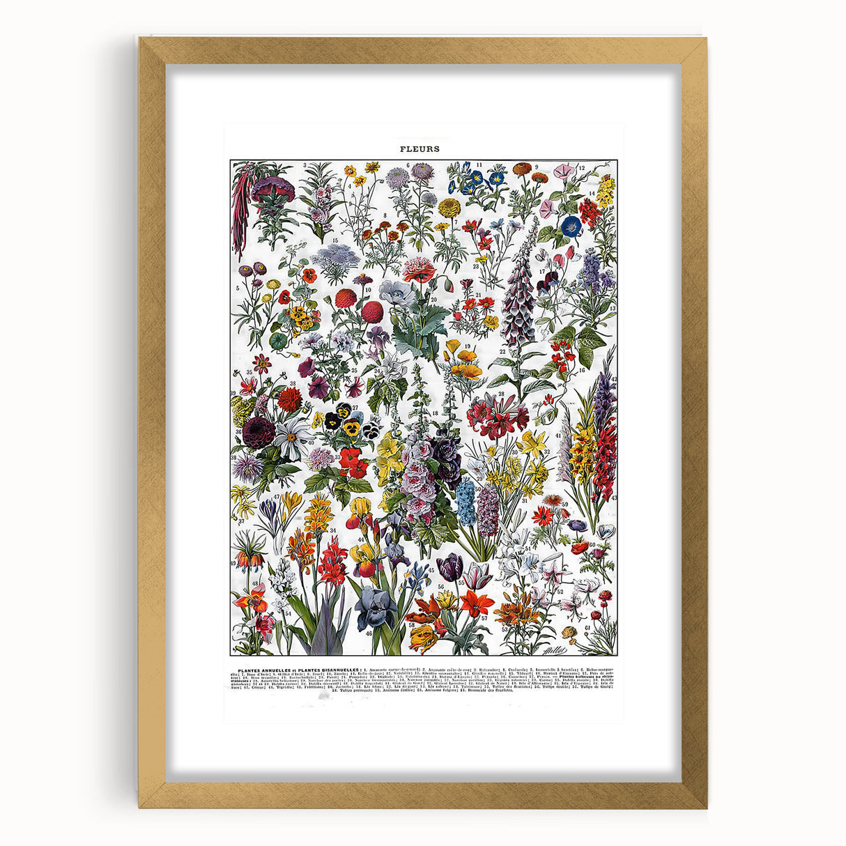 Vintage Floral Illustration - Nature Elements Wall Art Print