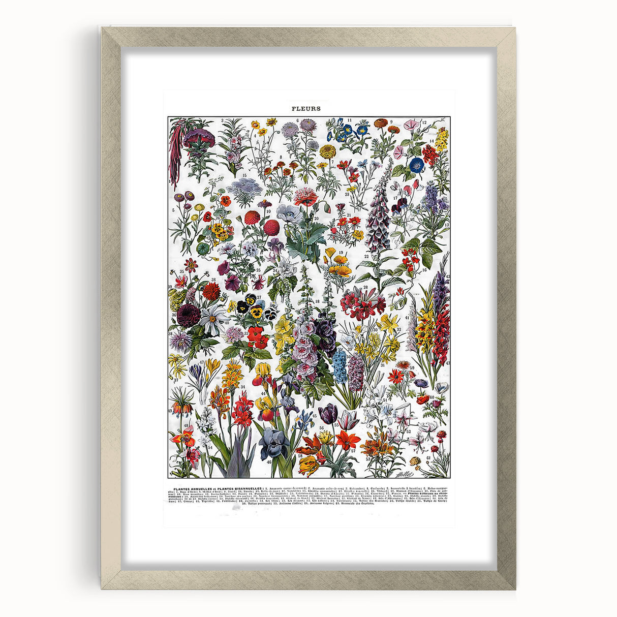 Vintage Floral Illustration - Nature Elements Wall Art Print