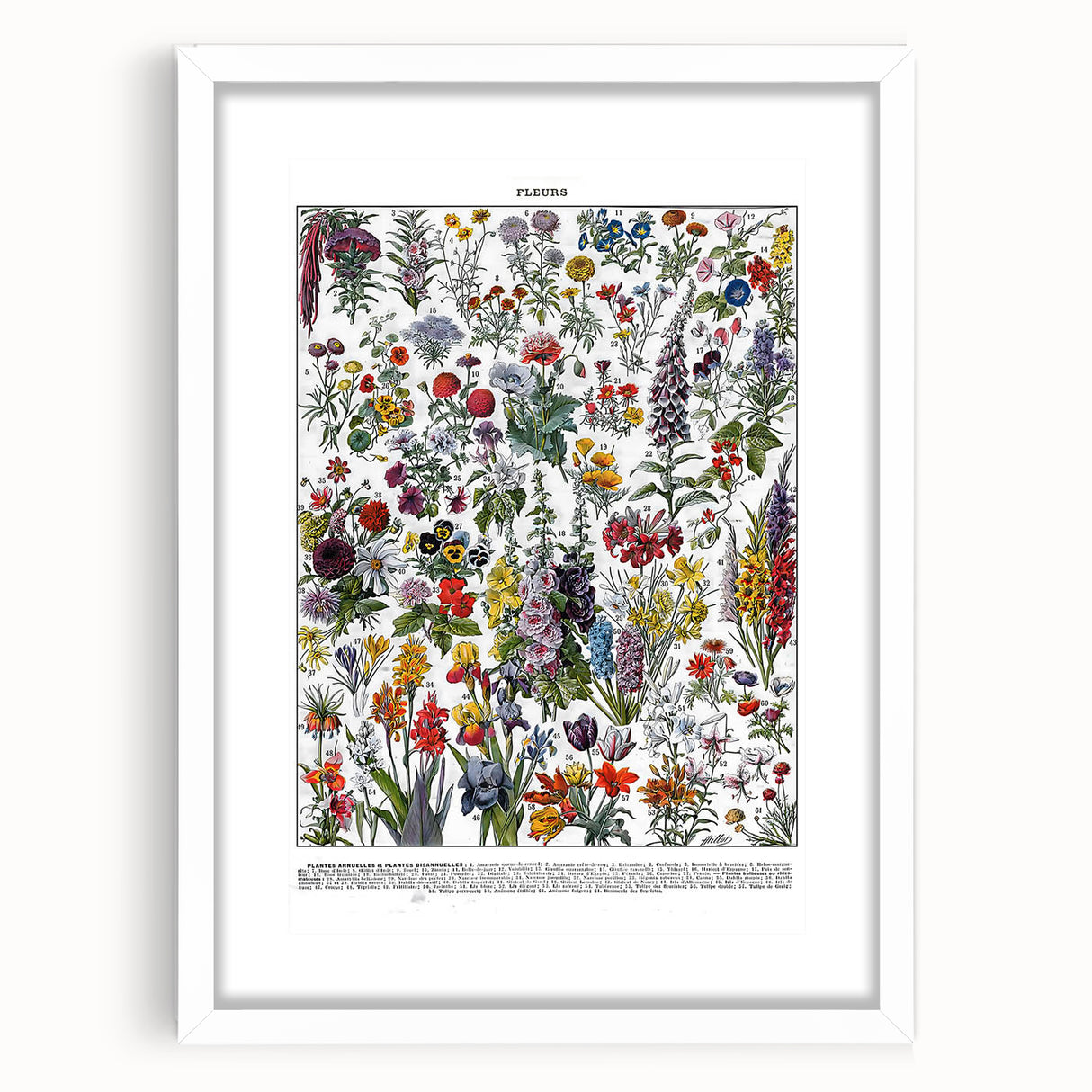 Vintage Floral Illustration - Nature Elements Wall Art Print