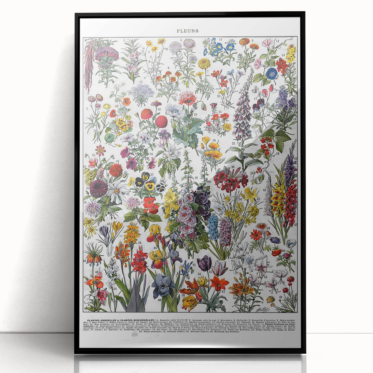 Vintage Floral Illustration - Nature Elements Wall Art Print