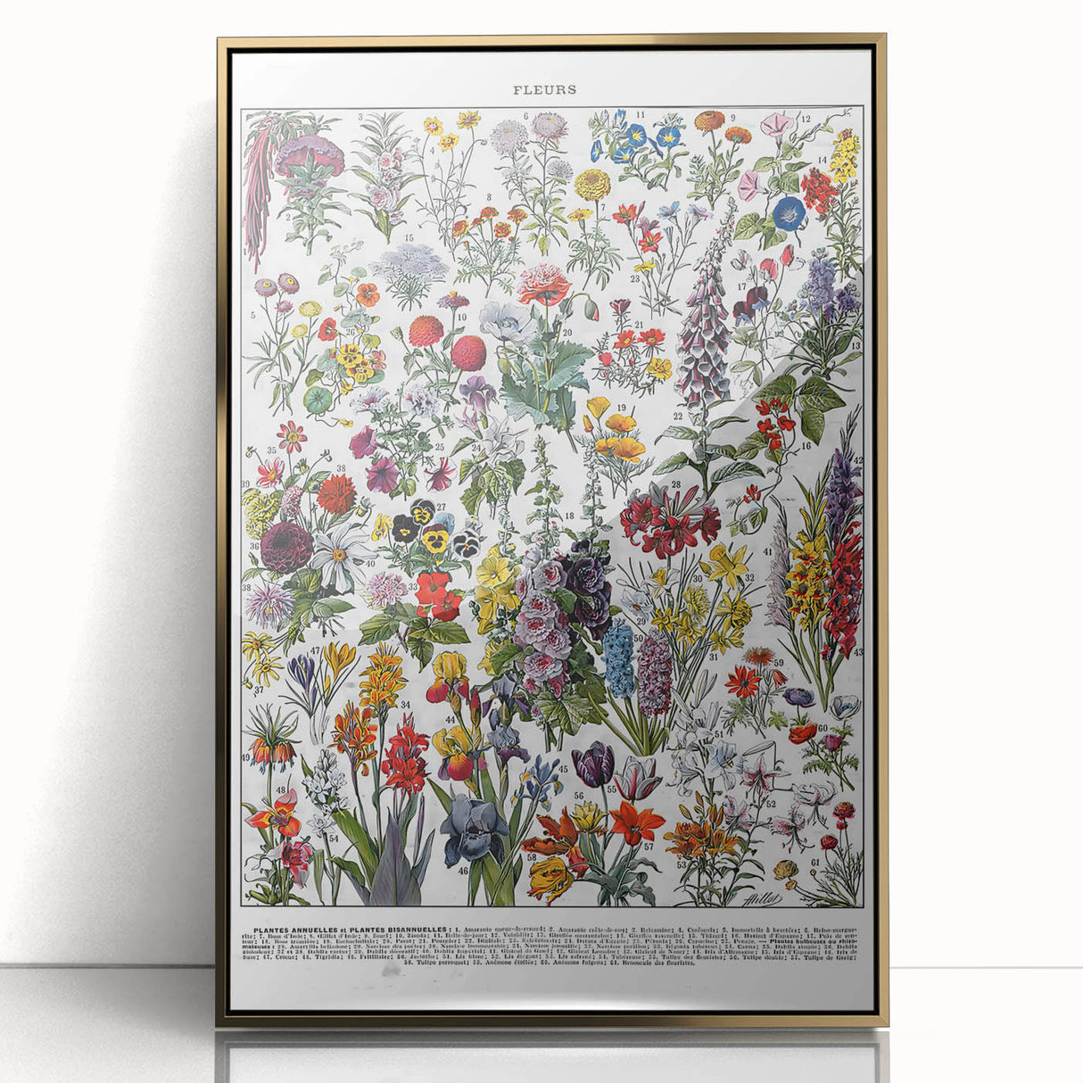 Vintage Floral Illustration - Nature Elements Wall Art Print
