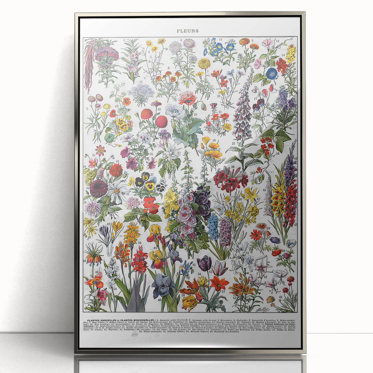 Vintage Floral Illustration - Nature Elements Wall Art Print