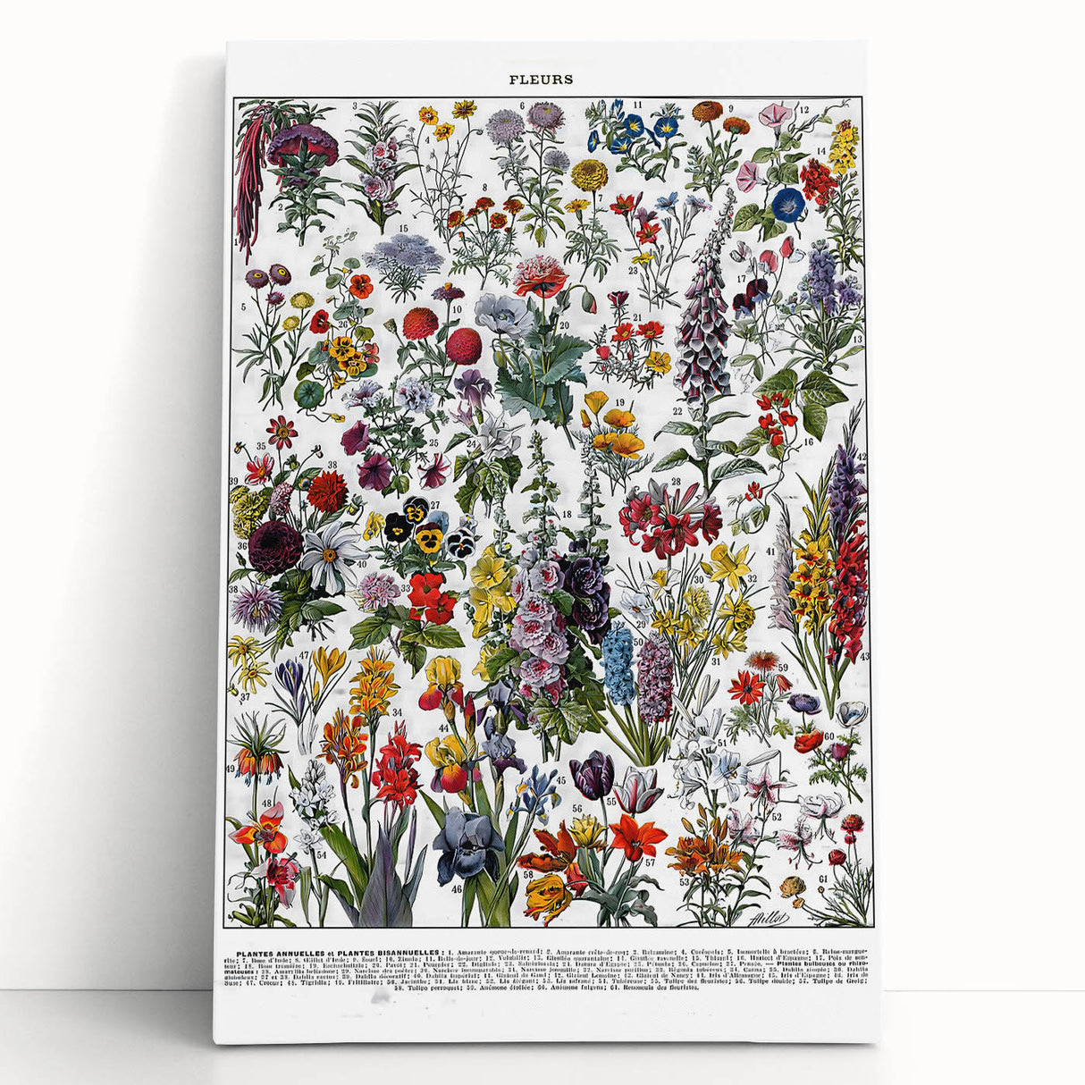 Vintage Floral Illustration - Nature Elements Wall Art Print
