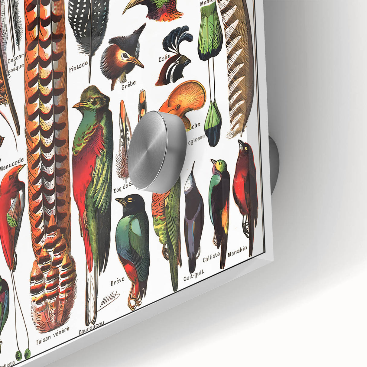 Vintage Bird Feathers Illustration - Nature Elements Wall Art Print