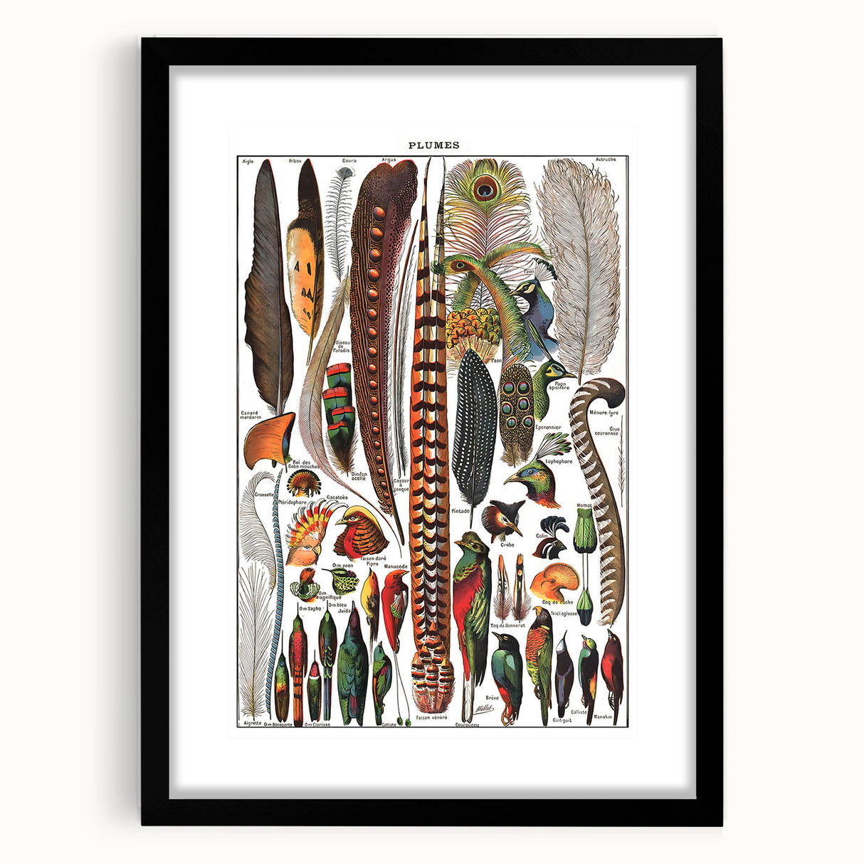 Vintage Bird Feathers Illustration - Nature Elements Wall Art Print