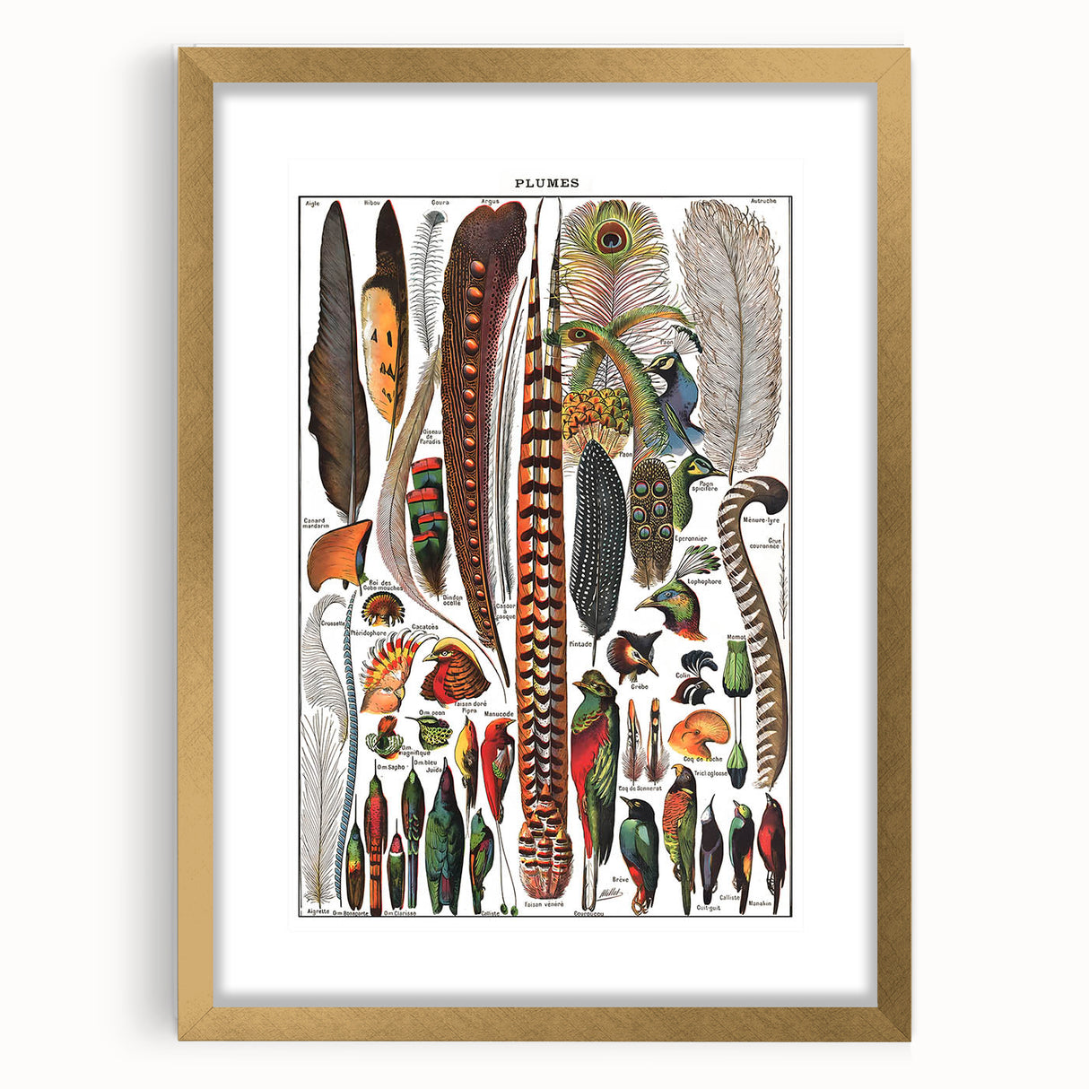 Vintage Bird Feathers Illustration - Nature Elements Wall Art Print