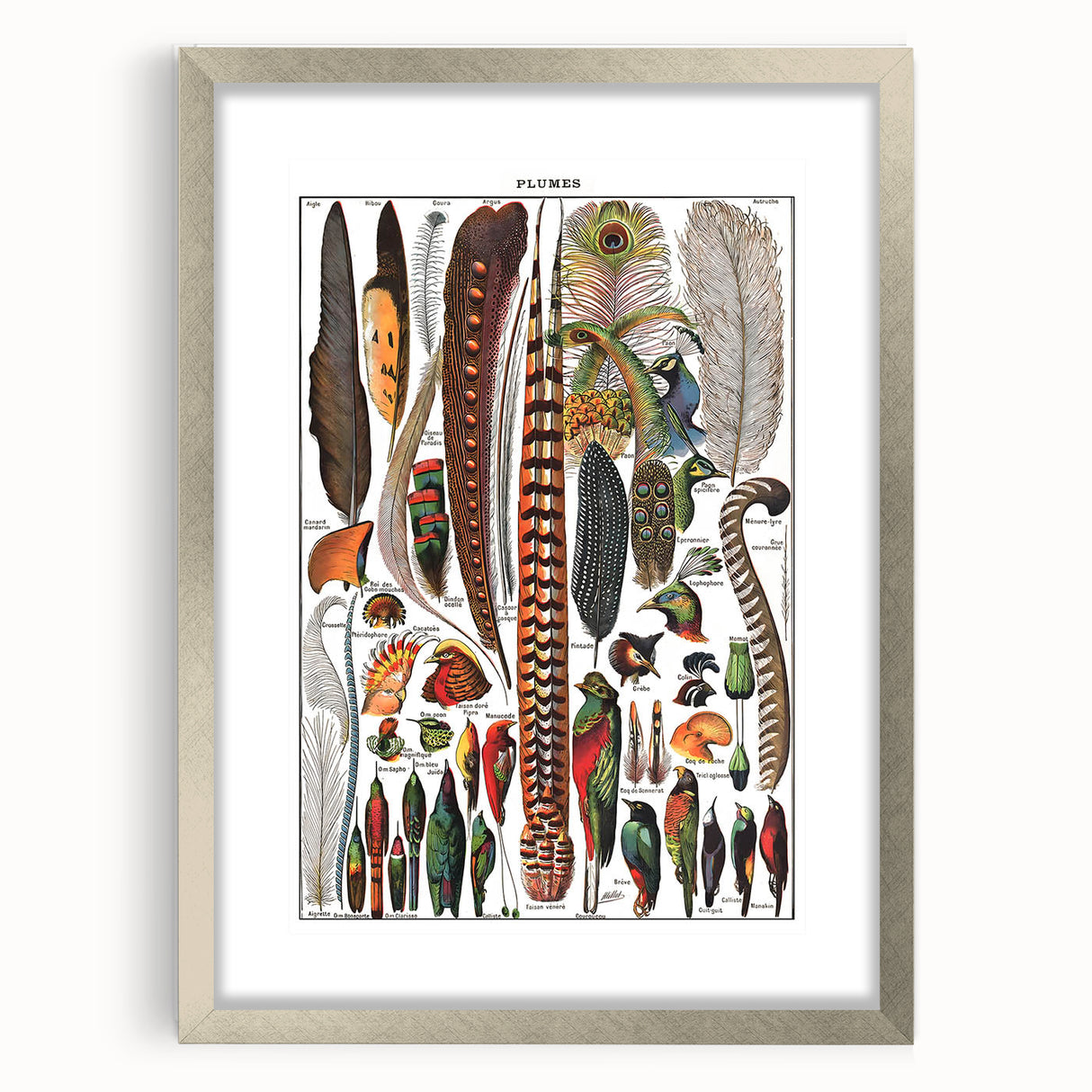 Vintage Bird Feathers Illustration - Nature Elements Wall Art Print