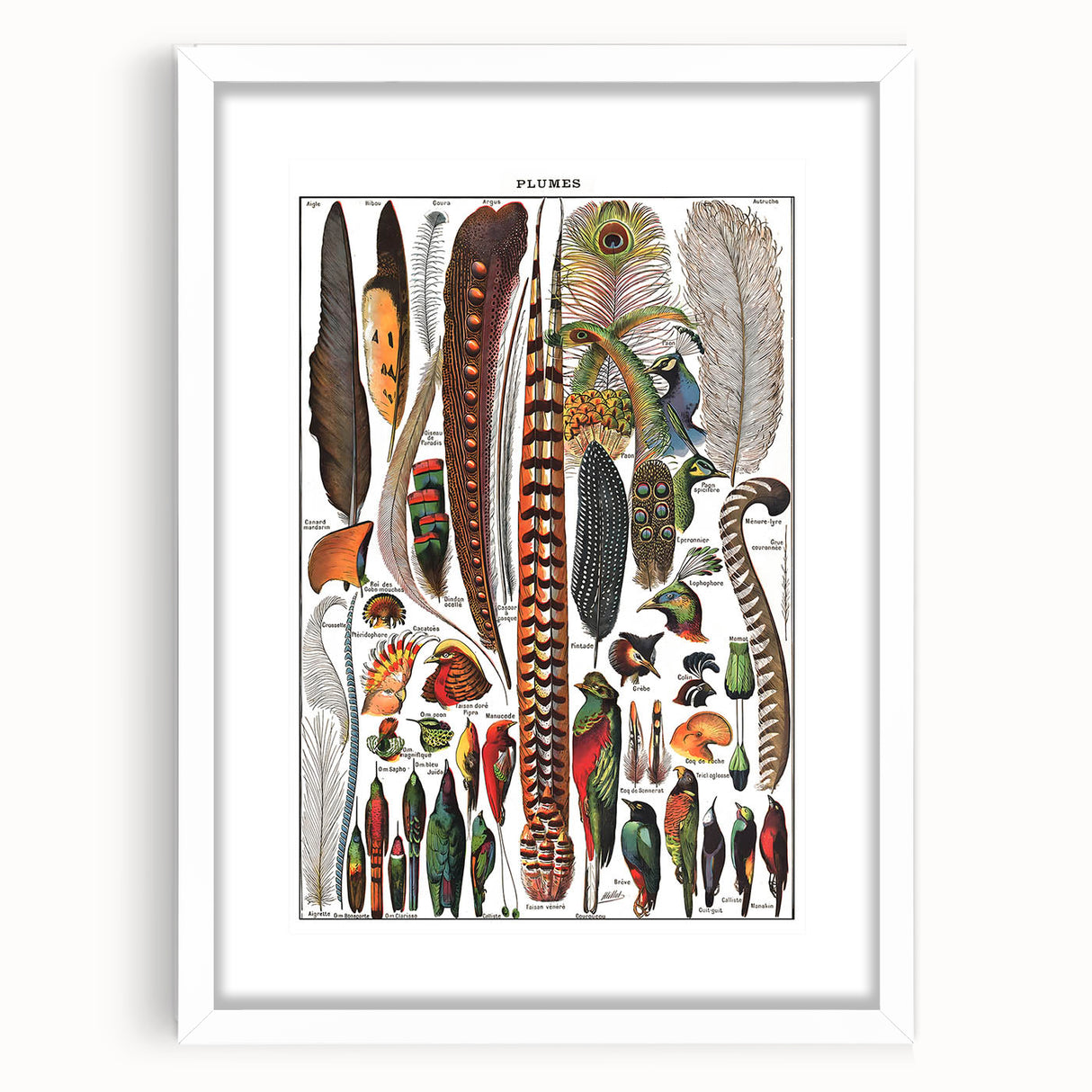 Vintage Bird Feathers Illustration - Nature Elements Wall Art Print