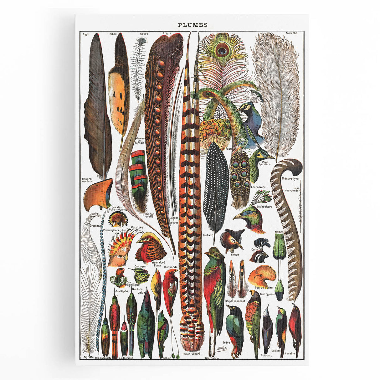 Vintage Bird Feathers Illustration - Nature Elements Wall Art Print