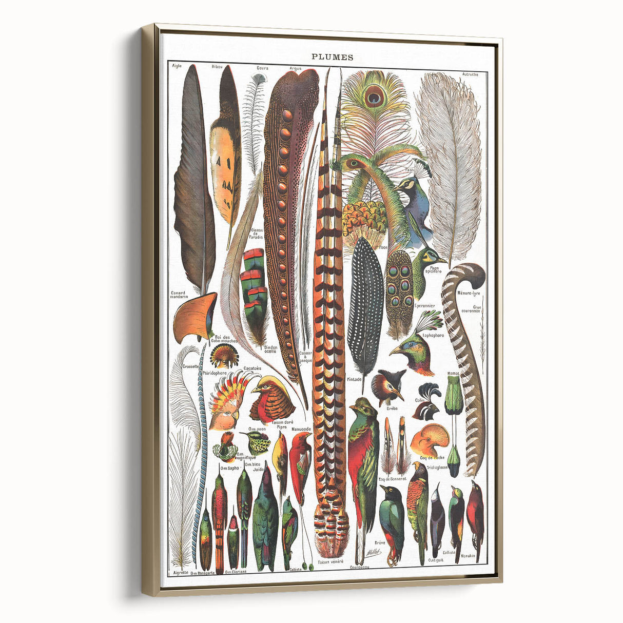 Vintage Bird Feathers Illustration - Nature Elements Wall Art Print