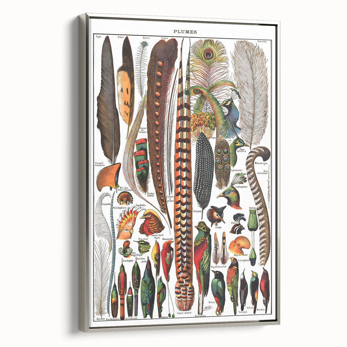 Vintage Bird Feathers Illustration - Nature Elements Wall Art Print
