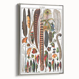 Vintage Bird Feathers Illustration - Nature Elements Wall Art Print