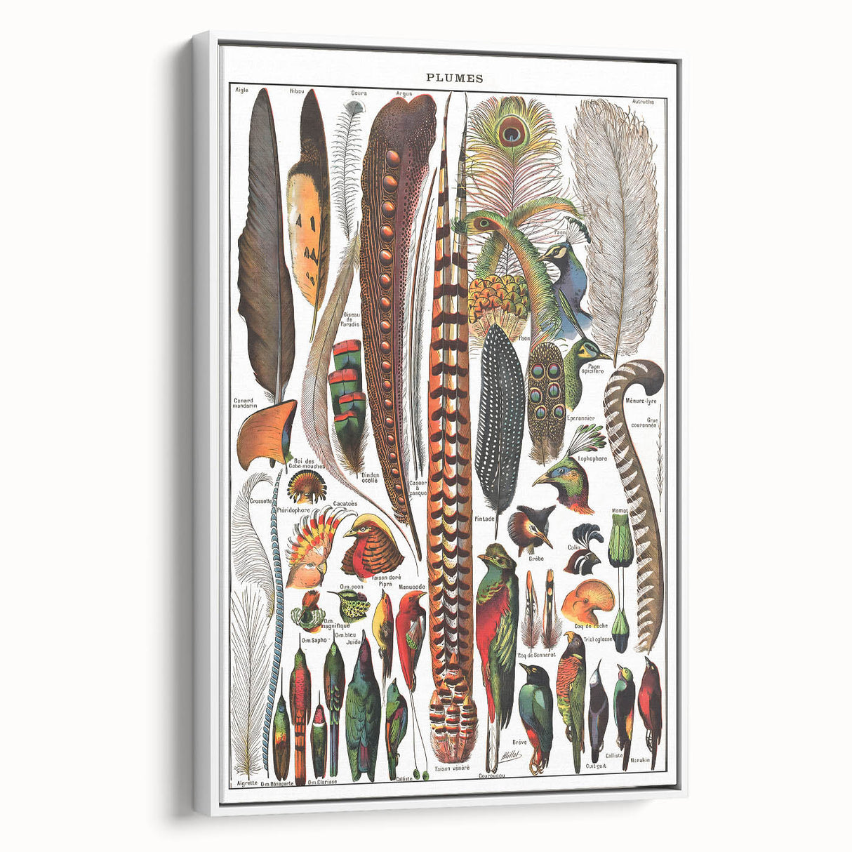 Vintage Bird Feathers Illustration - Nature Elements Wall Art Print