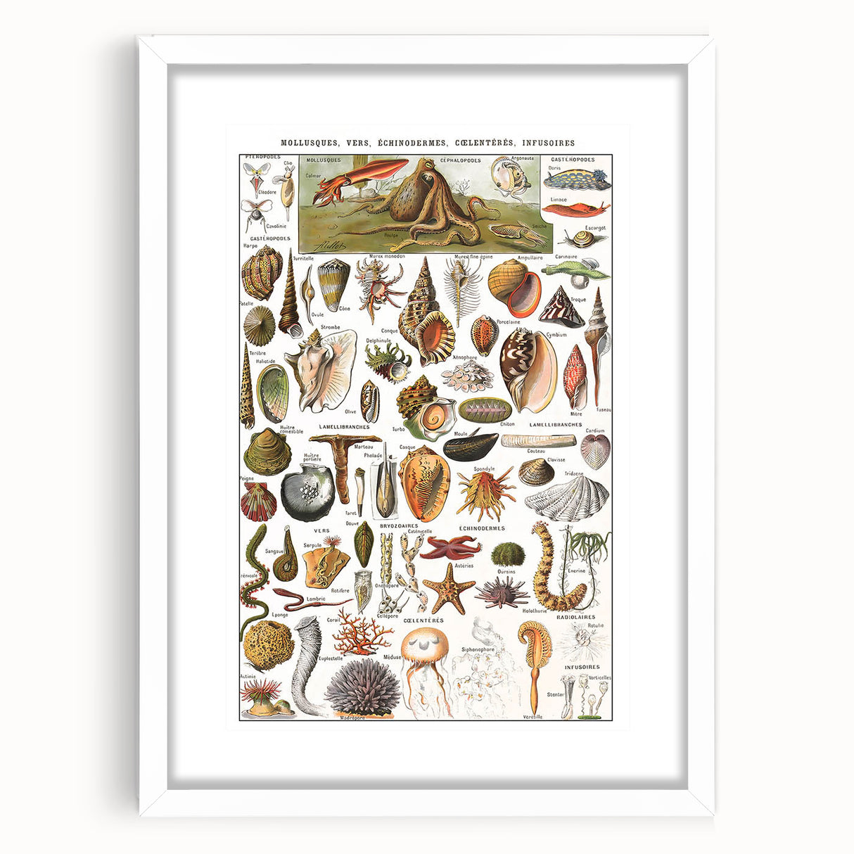 Vintage Mollusks and Marine Life Illustration - Nature Elements Wall Art