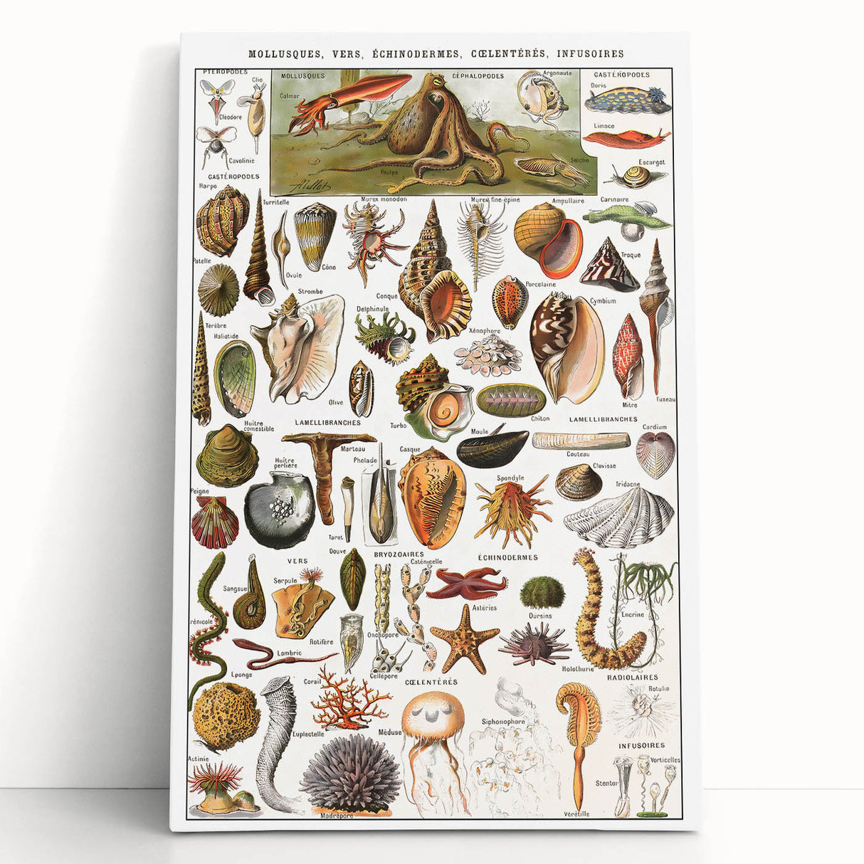 Vintage Mollusks and Marine Life Illustration - Nature Elements Wall Art