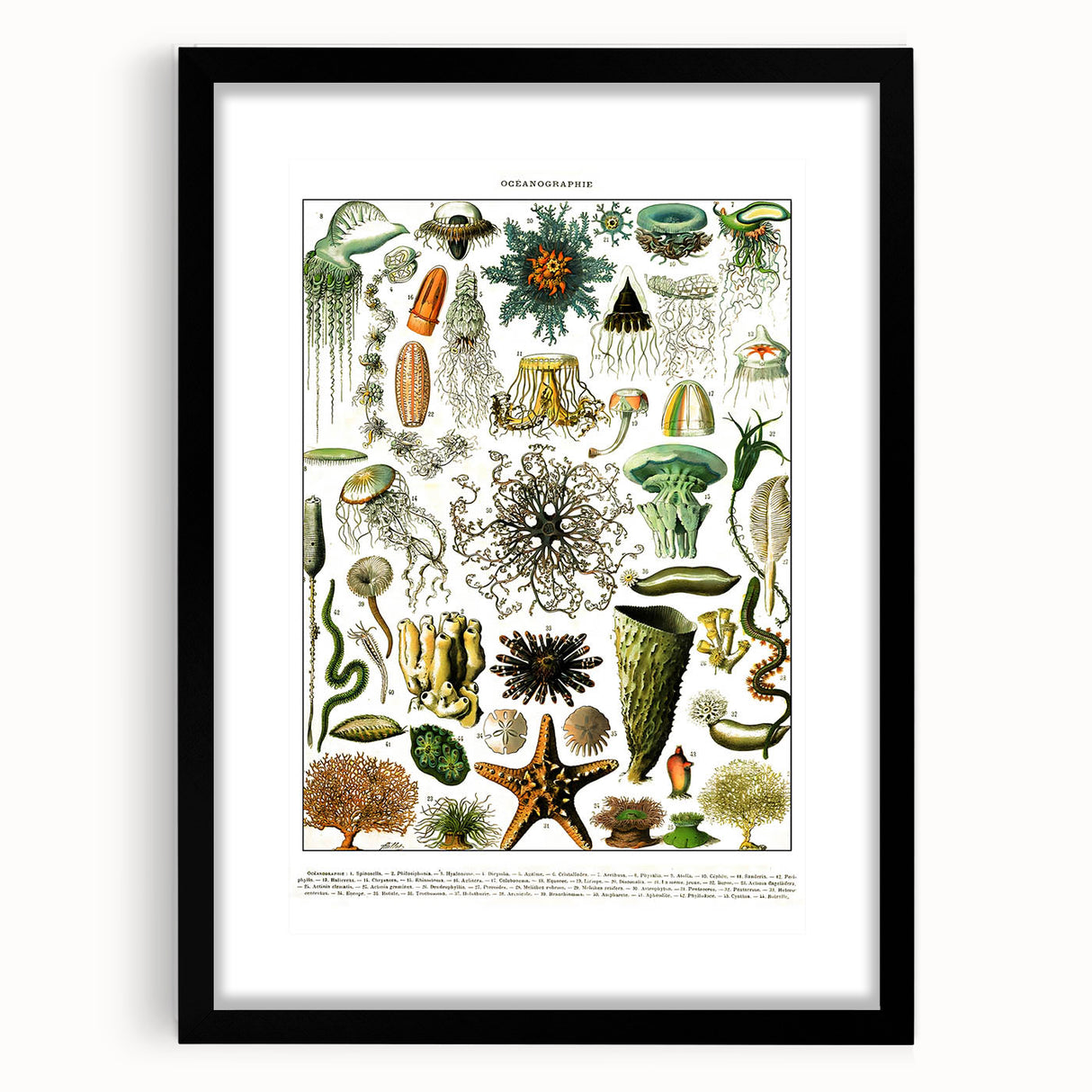 Vintage Oceanography Illustration - Nature Elements Wall Art Print