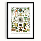 Vintage Oceanography Illustration - Nature Elements Wall Art Print