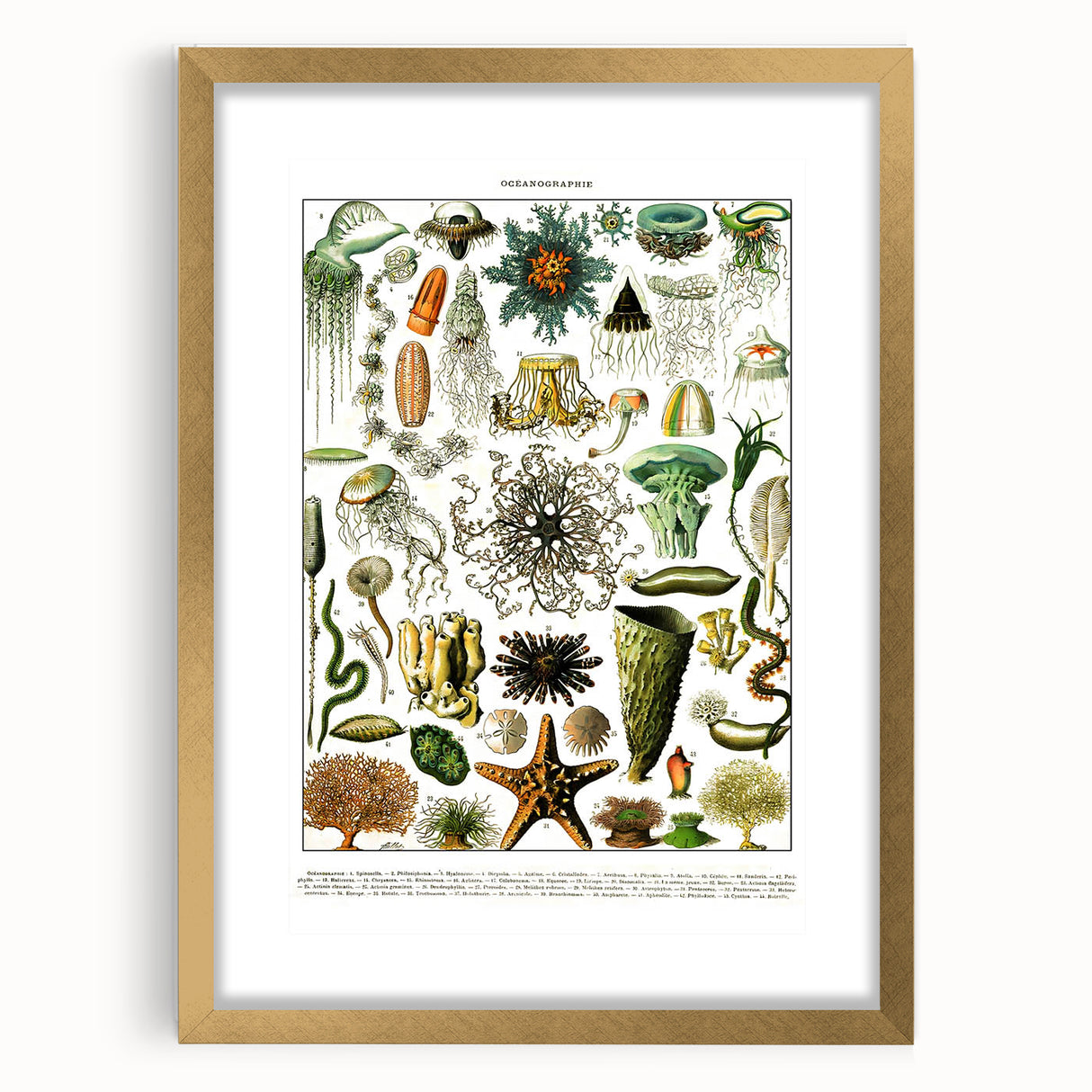 Vintage Oceanography Illustration - Nature Elements Wall Art Print