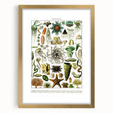Vintage Oceanography Illustration - Nature Elements Wall Art Print