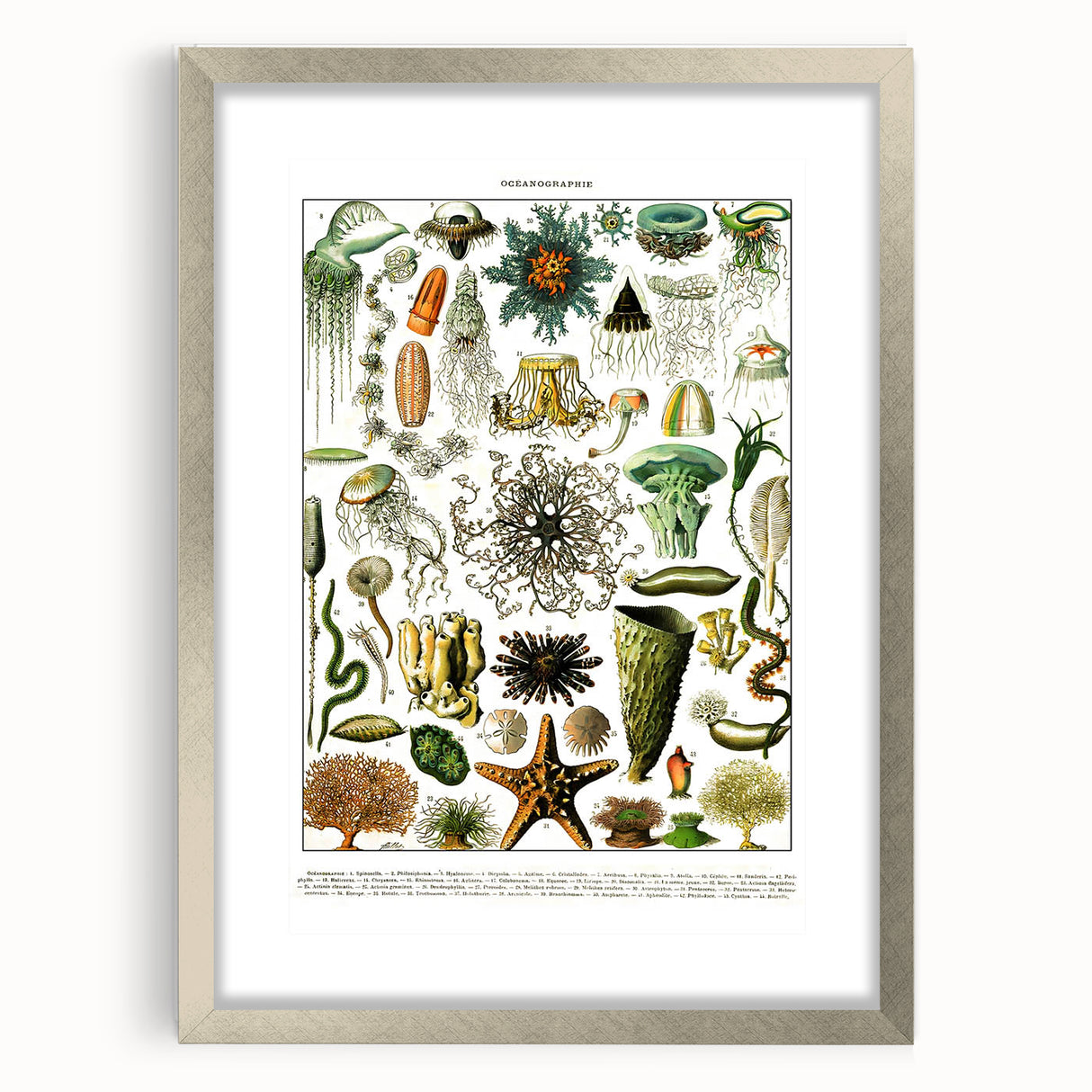 Vintage Oceanography Illustration - Nature Elements Wall Art Print