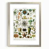 Vintage Oceanography Illustration - Nature Elements Wall Art Print