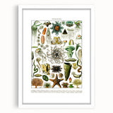 Vintage Oceanography Illustration - Nature Elements Wall Art Print
