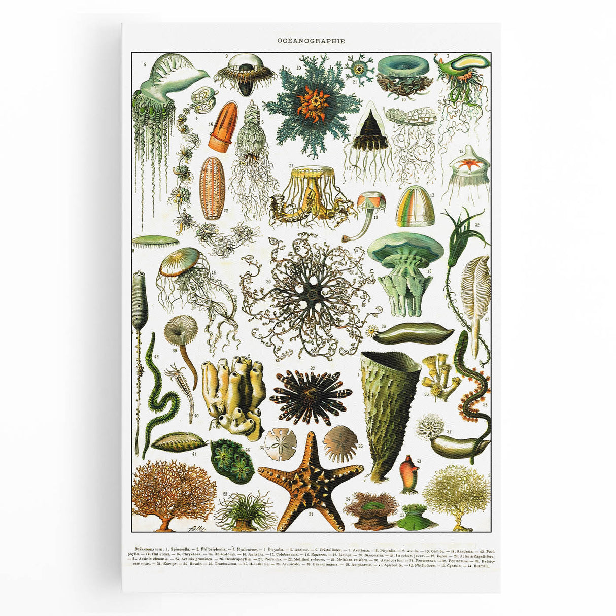 Vintage Oceanography Illustration - Nature Elements Wall Art Print