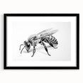 Framed wall art showcasing a detailed design of bees from the Insect and Arachnid collection, featuring a black mat and sleek black frame, ideal for nature enthusiasts.
