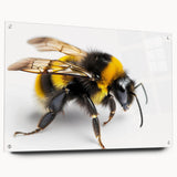 Acrylic glass wall art featuring a detailed insect and arachnid bee design, displayed in a stylish side view with decorative pins, perfect for nature-inspired decor.