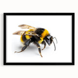 Framed wall art featuring a detailed insect and arachnid design with bees, presented in a sleek black frame with a mat, ideal for nature enthusiasts' decor.