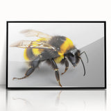 Framed black acrylic wall art showcasing a detailed illustration of bees and arachnids, perfect for nature enthusiasts and modern decor, adding a unique touch to any room.