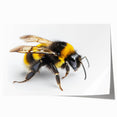 Detailed illustration of various insects and arachnids, including bees, displayed in a colorful wall art design on rolled print, perfect for nature enthusiasts and home decor.