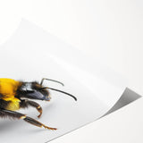 Colorful wall art print showcasing a detailed design of bees and arachnids, rolled and ready for display, perfect for nature enthusiasts and home decor.