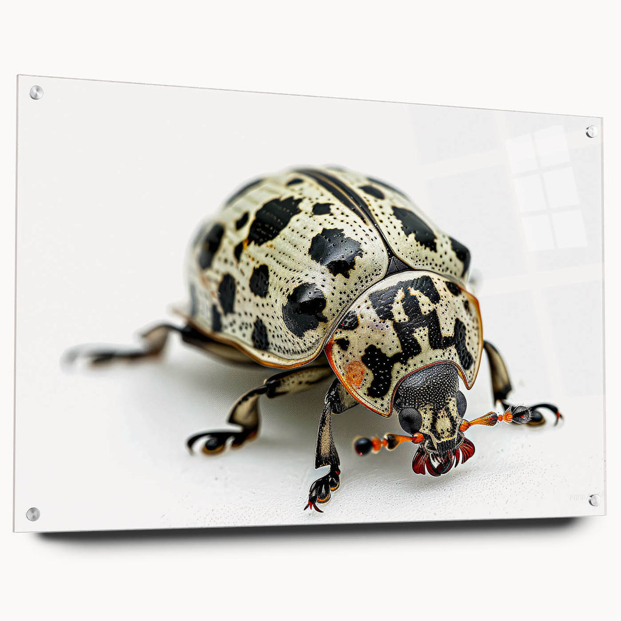 Vibrant acrylic wall art showcasing a detailed side view of a beetle and arachnid design, elegantly displayed with pins on a clean background, perfect for nature enthusiasts.