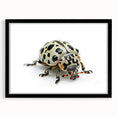 Framed wall art showcasing a detailed beetle design from the Insect and Arachnid collection, featuring a sleek black frame and mat, perfect for nature enthusiasts.