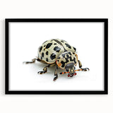 Framed wall art showcasing a detailed beetle design from the Insect and Arachnid collection, featuring a sleek black frame and mat, perfect for nature enthusiasts.