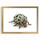 Framed wall art featuring a detailed beetle design in a matte finish, showcased with a luxurious gold frame, perfect for insect enthusiasts and home decor.