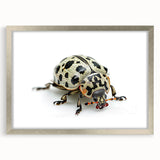 Framed wall art featuring a detailed insect and arachnid beetle design in silver, highlighting intricate patterns and textures, perfect for nature enthusiasts’ decor.