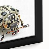 Close-up of a framed canvas artwork showcasing a detailed beetle design from the Insect and Arachnid collection, featuring vibrant colors and intricate patterns, ideal for nature lovers and unique home decor.
