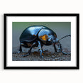 Framed wall art showcasing a detailed insect and arachnid beetle design, featuring a sleek black frame and mat, perfect for nature enthusiasts and modern decor.