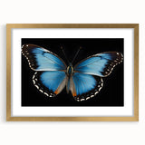 Elegant butterfly and arachnid wall art collection framed in gold with a mat, showcasing intricate designs perfect for home decor. Ideal for nature enthusiasts.