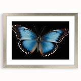 Framed wall art collection showcasing intricate butterfly and insect designs, featuring a sleek silver frame and mat, perfect for nature-inspired decor.