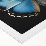 Colorful wall art collection featuring a butterfly design, showcasing intricate insect and arachnid illustrations on rolled canvas, ideal for nature-themed decor.