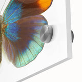 Close-up view of a vibrant butterfly wall art design showcasing intricate insect and arachnid details on acrylic glass, ideal for modern home decor.