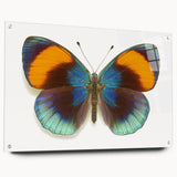 Colorful butterfly and arachnid wall art design displayed in acrylic glass, showcasing intricate details and vibrant colors, ideal for nature-themed decor.